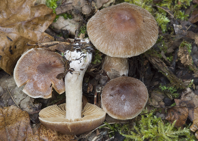 Cortinarius subsafranopes